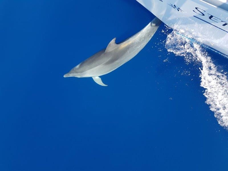 Dolphin Play time Dolphin Play time