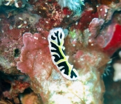 Nudibranch