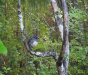 Stewart Island robin