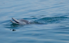 One of the visiting dolphins was 8 month old baby Joe.