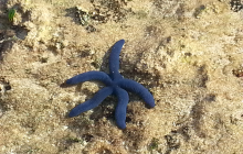 Blue lagoon starfish