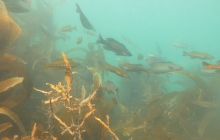 Loads of butterfish in the marine reserve