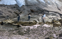Weka, spotted shags and a red-billed gull conferencing on Ulva Island