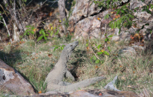 A young dragon - maybe 3 years?