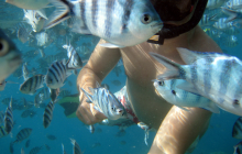 Snorkelling with sergeant fish