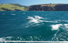 Hector's dolphins at Akaroa Harbour entrance where shelter was not to be found