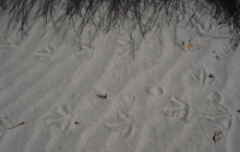 Kiwi tracks!