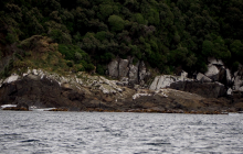 Fur seals