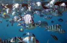 scissor-tail sergeant fish