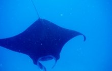 Swimming with the Mantas