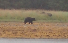 black bear on the shore at Port Refugio, Alaska