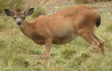 deer at large2