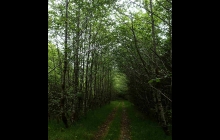 Hiking on old logging road