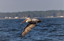 Our first pelican of the season!