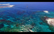 Holding still while we inspect the reef