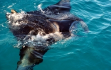 Manta Rays at Mouli Ouvea