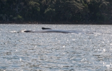 Whales - from our dinghy Prony