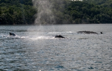 Whales - from our dinghy Prony