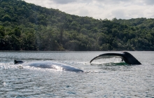 Whales - from our dinghy Prony