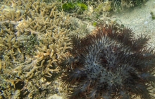 Oyster Island snorkeling