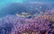 Oyster Island snorkeling