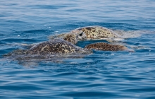 Turtles Ilot Huon