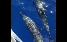 Dolphins Sandy Cape