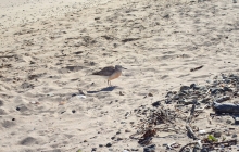 A dotterel - rare NZ bird