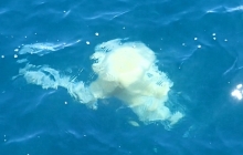 Huge jellyfish