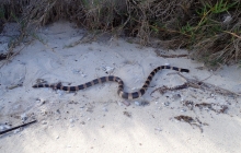 Lots of sea kraits?! See its little mouth???
