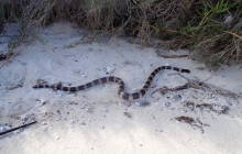 Lots of sea kraits?! See its little mouth???