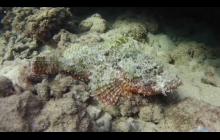 The very well camouflaged Titan Scorpion fish.