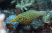 My fav little fishy, th Longnose Filefish.