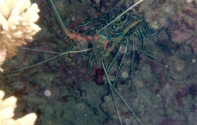 Tropical crayfish.