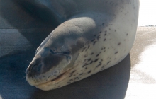 A scary big mouth - this species are known to be quite aggressive.