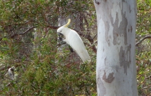 The beautiful,sulphur crested cockatoo.