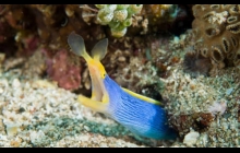 We were fortunate enough to see a Blue Ribbon Eel (pointed out to us by our guide). Such a pretty colour.