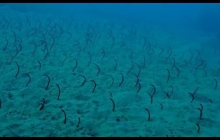 A huge bed of Garden Eels. Of course as soon as one gets close they pop back down into their tunnels.