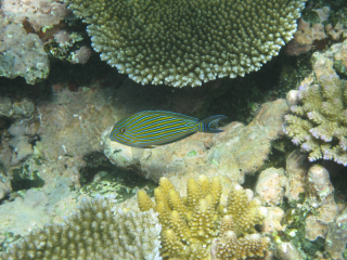 Blue banded surgeonfish on top of the reef