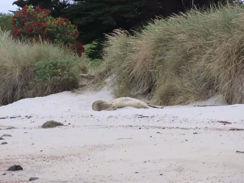 Sea lions at Aramoana Beach