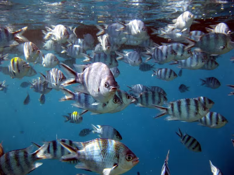 scissor-tail sergeant fish